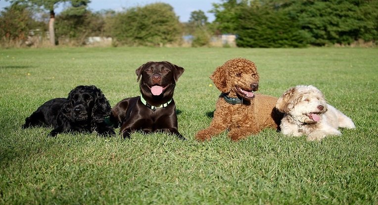 Cocker et autres chiens