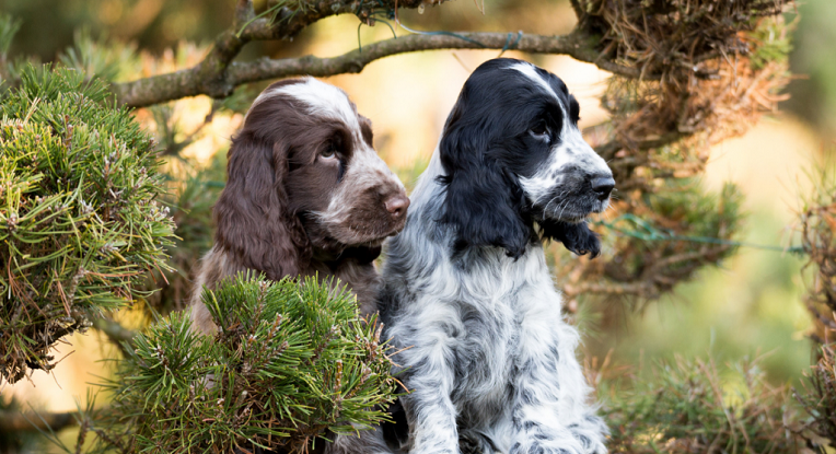 Les Quinze Couleurs Du Cocker Anglais Ses Différentes Robes