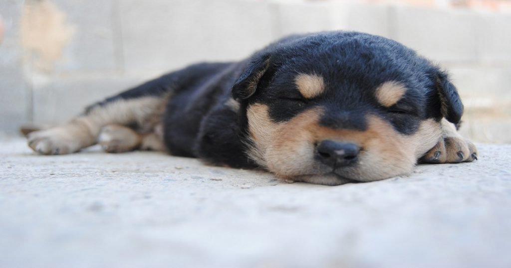 sommeil d'un chien - combien de temps dort un chien