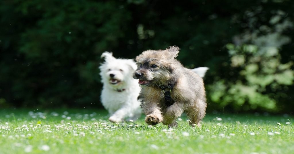 Adopter un deuxième chien les avantages et les inconvénients
