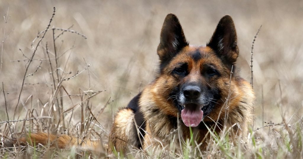Adopter Un Cocker Anglais Pour Booster Son Berger Allemand