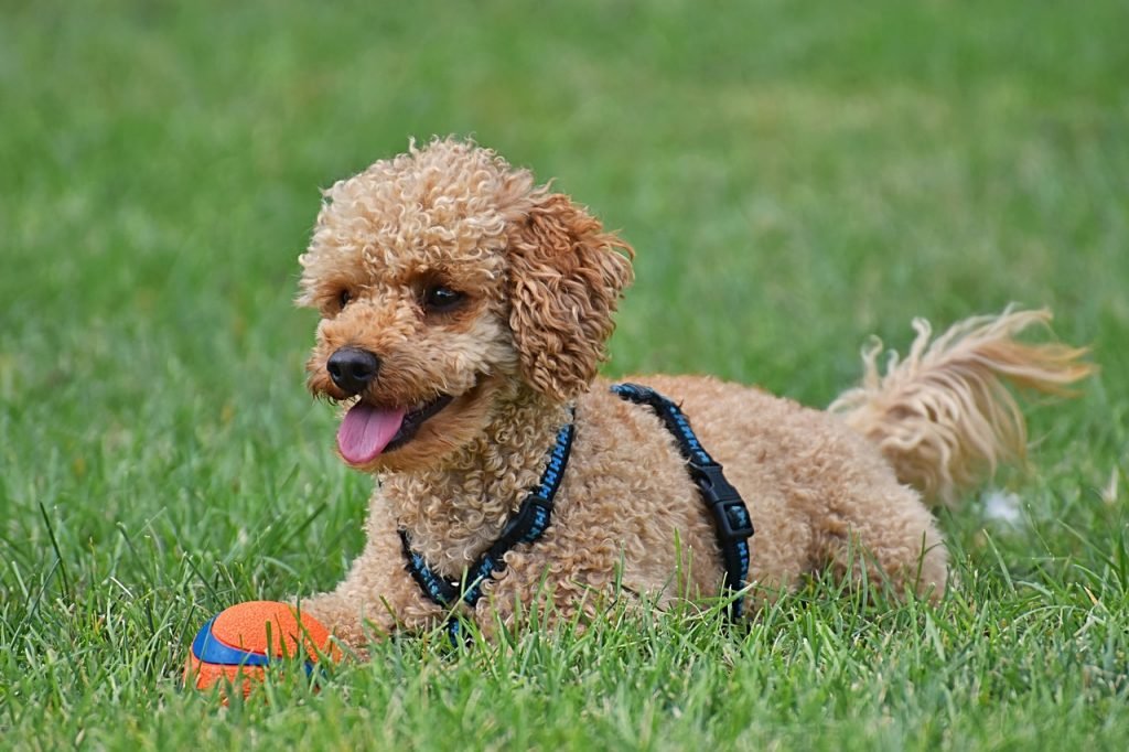 Quels Sont Les 20 Petits Chiens Les Plus Mignons à Adopter