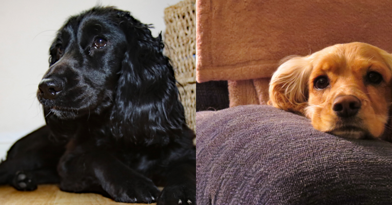 Les Différences Entre Un Cocker Femelle Et Un Cocker Mâle