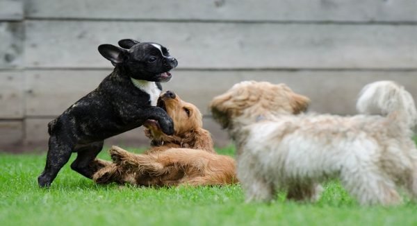 lettre nom de chien en t