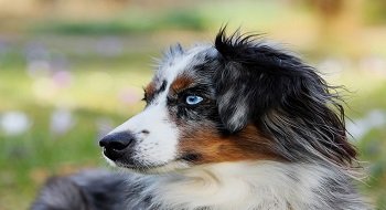 8 races de chiens de taille moyenne parfaites pour une famille