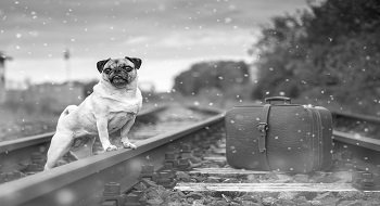 Voyager Avec Son Chien En Train Réglementation Tarifs Et