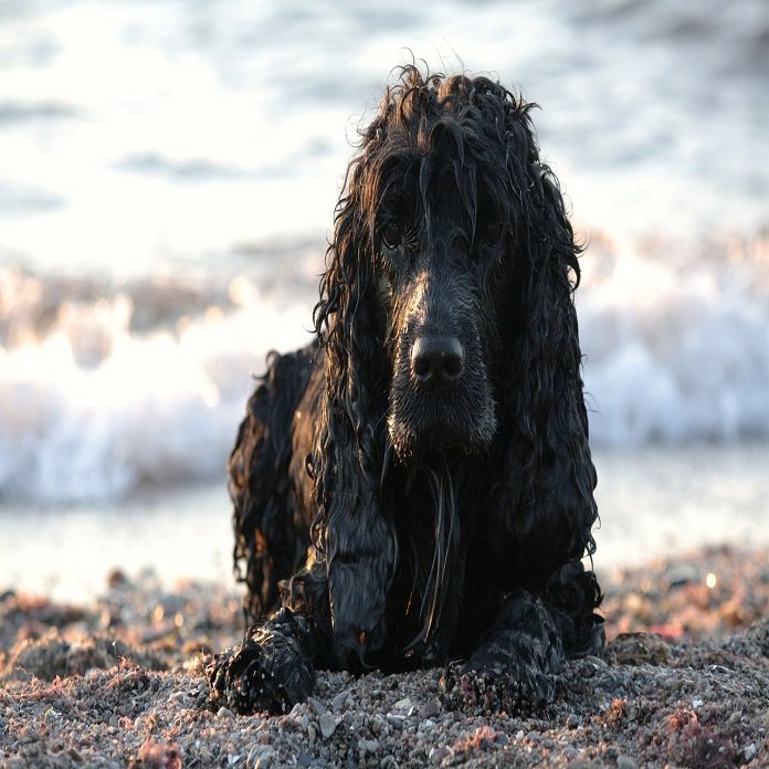 Comment Savoir Si Le Cocker Anglais Est Un Chien Fait Pour Toi