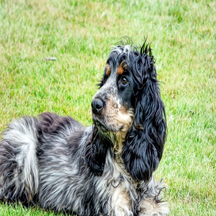 Noms de chien cocker : Quelques idées originales de A à Z