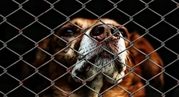 5 raisons d'adopter un chien en refuge plutôt que de l'acheter