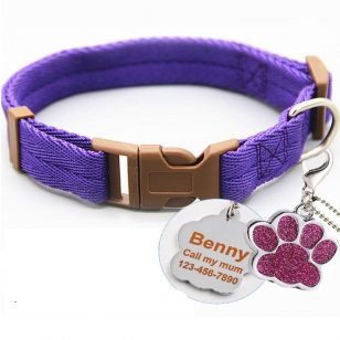 Collier violet pour chien + inscription médaille