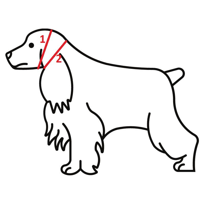 Snoods pour chien : Protéger les longues oreilles de l'eau, des épillets