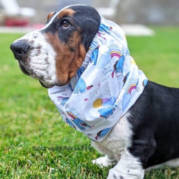 Snood Basset