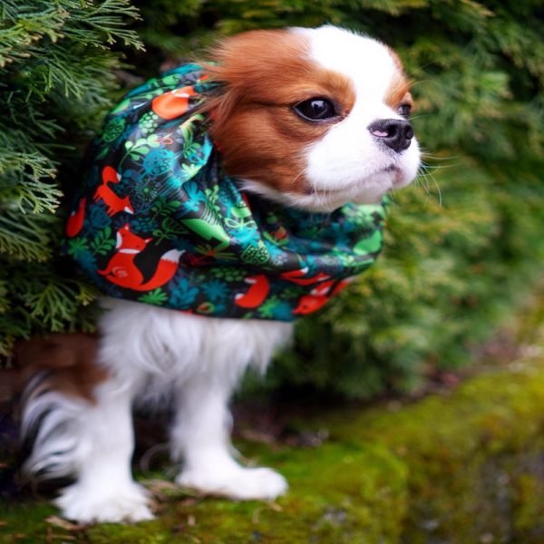 Snood Cavalier king Charles