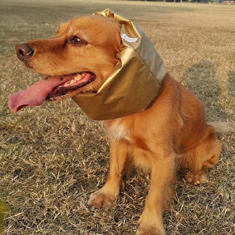 Snoods pour chien : Protéger les longues oreilles de l'eau, des épillets
