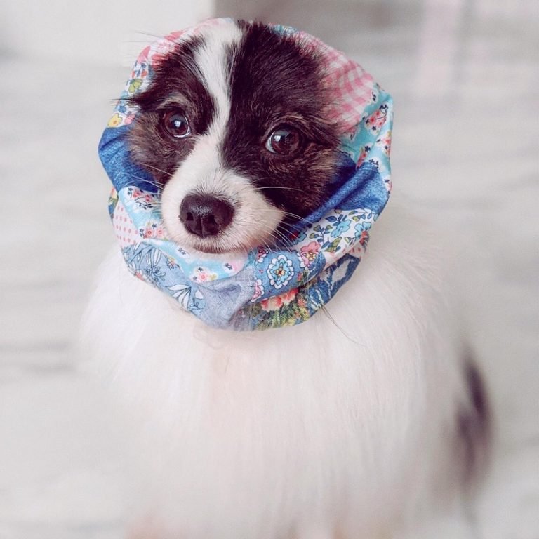 Snoods pour chien Protéger les longues oreilles de l